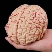 Load image into Gallery viewer, Medical props model Free postage Disassembled Anatomical Human Brain Model Anatomy Medical Teaching Tool