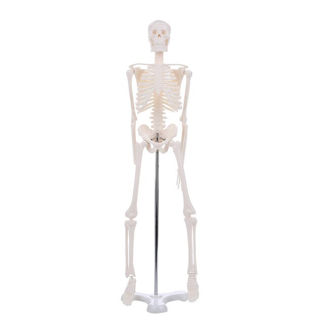 45CM Human Anatomical Anatomy Skeleton Model Wholesale Retail Poster Learn Aid Anatomy human skeletal model
