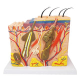 Skins Model of  human Anatomical Skin and Hair Structure Enlarge model human body greys anatomy  medical supplies and equipment
