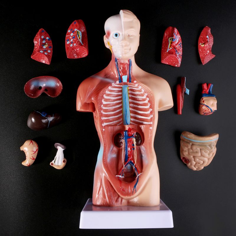 Human Torso Body Model Anatomy Anatomical Medical Internal Organs For Teaching