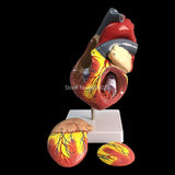 Human Heart Anatomical Anatomy Teaching Model Viscera Medical Organ Model Emulational + Stand Medical Science Teaching Supplies