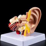 Medical props model 1.5 Times Life Size Human Ear Anatomy Model OrganMedical Teaching Supplies Professional