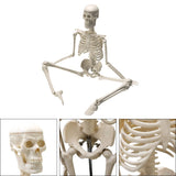 High Quality 45CM Human Anatomical Anatomy Skeleton Model Medical Learn Aid Anatomy human skeletal model Wholesale Retail