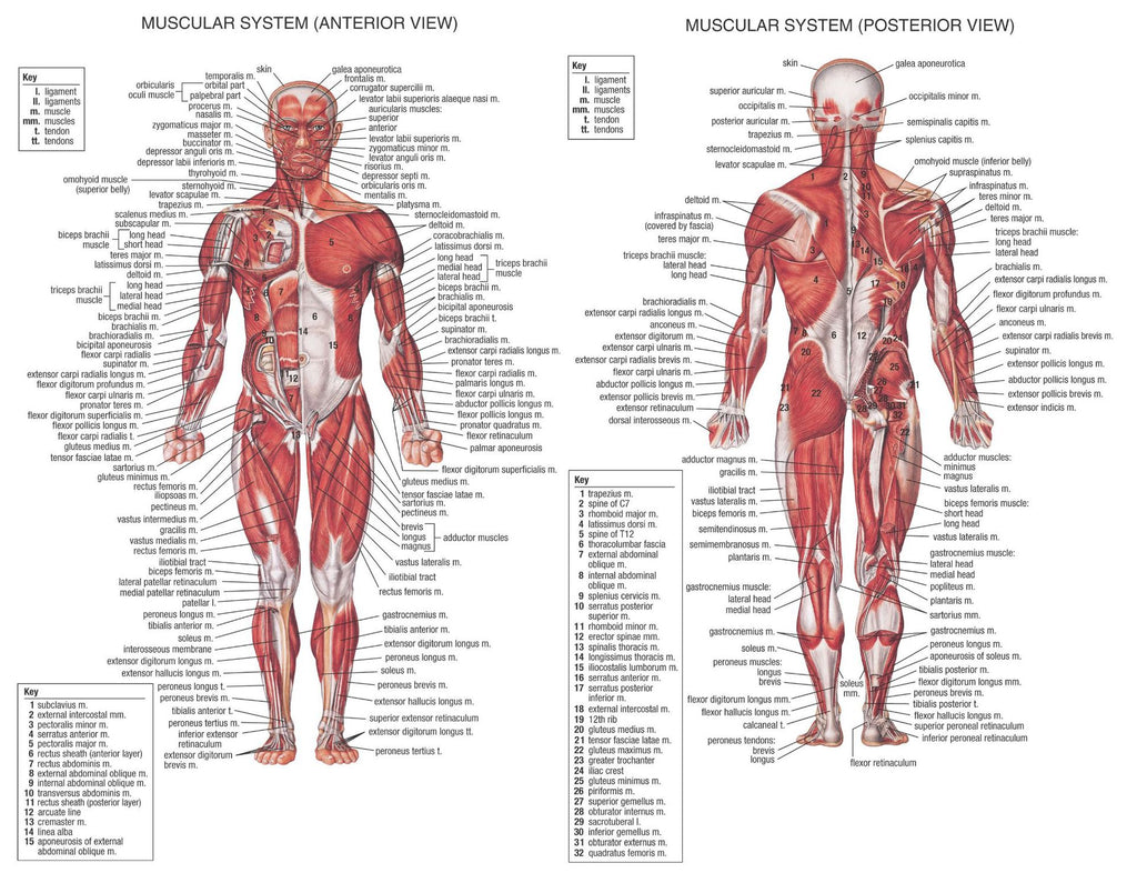 Trend Human Muscle System Posters Silk  Anatomy Chart Human Body School Medical Science Educational Supplies Home Decoration