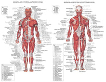 Load image into Gallery viewer, Trend Human Muscle System Posters Silk  Anatomy Chart Human Body School Medical Science Educational Supplies Home Decoration