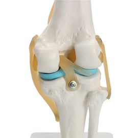 Human anatomy skeleton Life Size Knee Joint Anatomical Model Heart skull brain skull mod el in trauma nursing manikin train