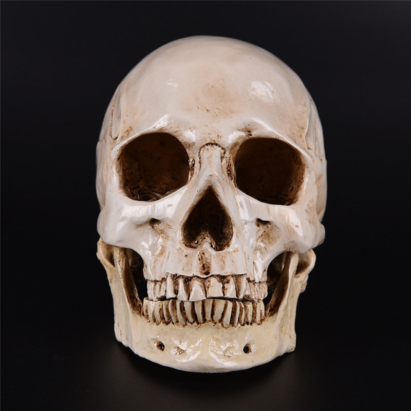 1pc Human Eagle Statue Sculpture Resin Skeleton Head Replica Medical Model Lifesize 1:1 lab teaching Decorative Craft Skull