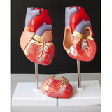 Human Heart Anatomical Anatomy Teaching Model Viscera Medical Organ Model Emulational + Stand Medical Science Teaching Resources