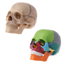 Load image into Gallery viewer, 15pcs/set 4D Disassembled Color Skull Anatomical Model Detachable Medical Teaching Tool