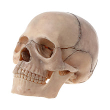 Load image into Gallery viewer, 15pcs/set 4D Disassembled Color Skull Anatomical Model Detachable Medical Teaching Tool