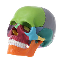 Load image into Gallery viewer, 15pcs/set 4D Disassembled Color Skull Anatomical Model Detachable Medical Teaching Tool