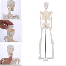 Load image into Gallery viewer, 45CM Human Anatomical Anatomy Skeleton Model Wholesale Retail Poster Learn Aid Anatomy human skeletal model