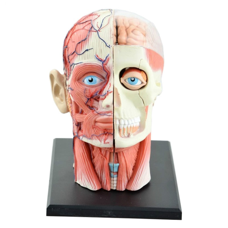 4D Assembled Humans Skeleton Anatomical Model Brain Nasal Oral Pharynx Larynx Cavity Model Anatomia Exploded Skull Education Toy