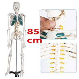 45CM 85cm Human Skeleton Model Anatomical Anatomy human Flexible Medical anatomical boneco toy in medical science supplies