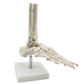 Life Size joints and  bones of  foot anatomy Human Foot and Ankle Model with shank bone Anatomical  Models