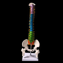 Load image into Gallery viewer, 45CM Color Human Spine with Pelvic Model Human Anatomical Anatomy Spine Medical Model School Medical teaching supplies