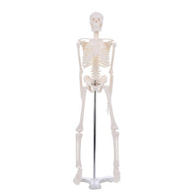 Load image into Gallery viewer, 45CM Human Anatomical Anatomy Skeleton Model Wholesale Retail Poster Learn Aid Anatomy human skeletal model