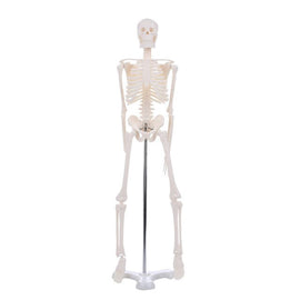 45CM Human Anatomical Anatomy Skeleton Model Wholesale Retail Poster Learn Aid Anatomy human skeletal model