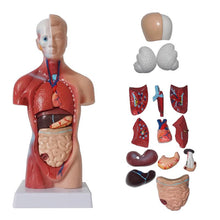 Load image into Gallery viewer, Unisex Human Torso Body Anatomy Anatomical Model Internal Organs Skeleton Greys Skeletal System For Teaching