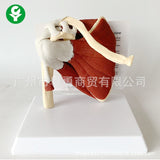 Human Skeleton Shoulder Scapula Clavicle Muscle Model Joint Functional Ligament Medical Teaching Aid