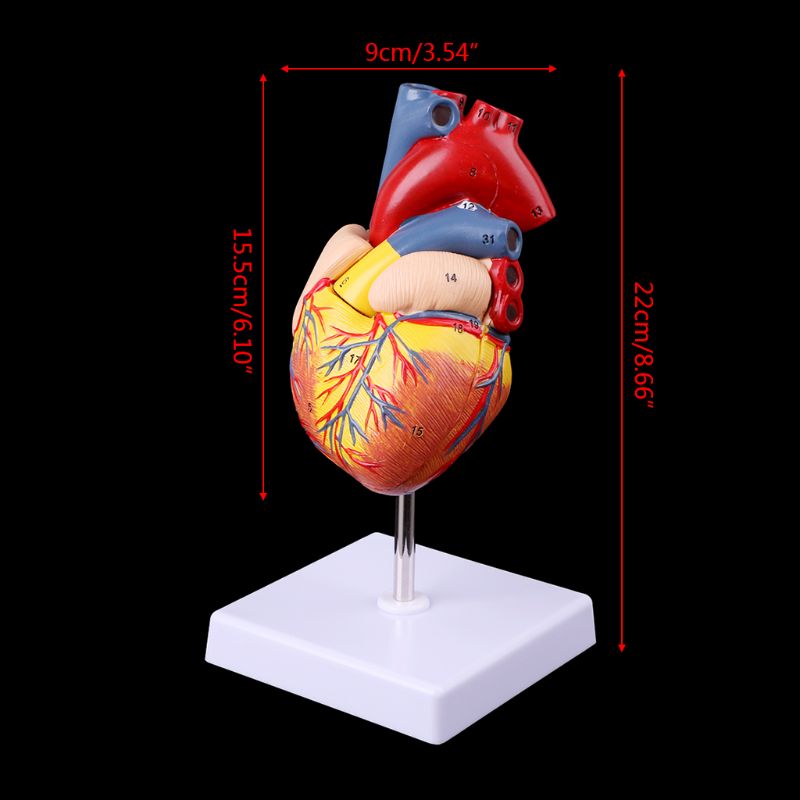 Medical props model Free postage Disassembled Anatomical Human Heart Model Anatomy Medical Teaching Tool