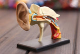 4D Ear structure anatomical model ear model assembled Human Anatomy dimensional model