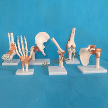 Load image into Gallery viewer, Human adults skeleton model six joint model shoulder elbow hip foot hand knee joint model teaching medical