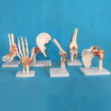 Human adults skeleton model six joint model shoulder elbow hip foot hand knee joint model teaching medical