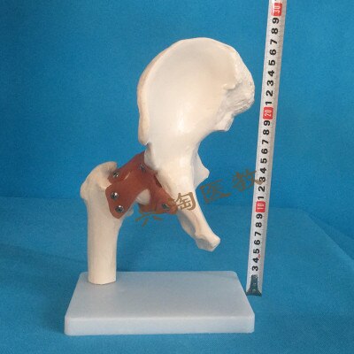 Human adults skeleton model six joint model shoulder elbow hip foot hand knee joint model teaching medical