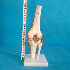 Human adults skeleton model six joint model shoulder elbow hip foot hand knee joint model teaching medical