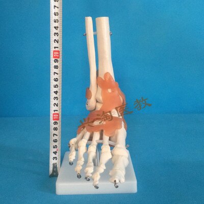 Human adults skeleton model six joint model shoulder elbow hip foot hand knee joint model teaching medical