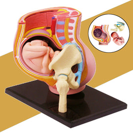 Human Women Pregnant Pelvis Teaching Resources Anatomical Section Model Sets with Baby Fetus Assembled Science Toy School Lab