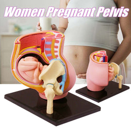 Human Women Pregnant Pelvis Teaching Resources Anatomical Section Model Sets with Baby Fetus Assembled Science Toy School Lab