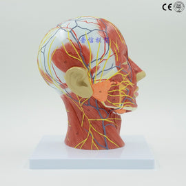 Human,skull with muscle and nerve blood vessel, head section brain, human anatomy model. School medical teaching