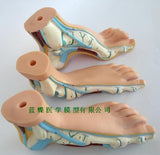 Foot model human foot palm muscle model arch foot model foot anatomy